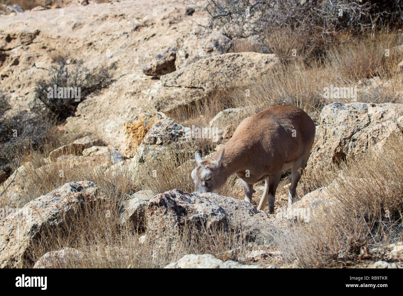 A Armenian ram on the Kaboudan island, The first largest island of Urmia lake Stock Photo