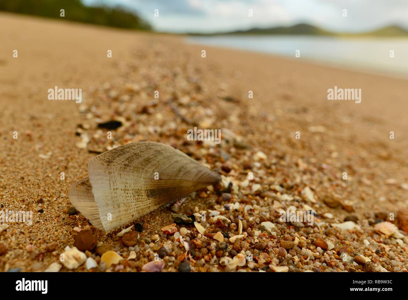 Close up of a shell on an isolated beach, Smalleys Beach Camp Ground, Cape Hillsborough National Park, Qld, Australia Stock Photo
