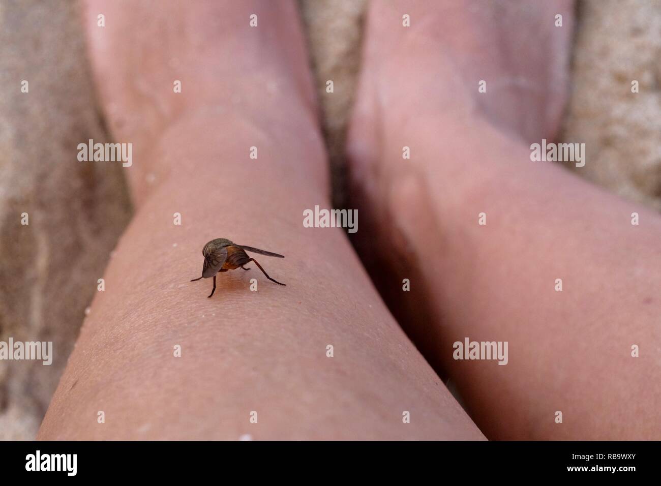March fly or Horse fly on a leg at a beach, Smalleys Beach Camp Ground, Cape Hillsborough National Park, Qld, Australia Stock Photo