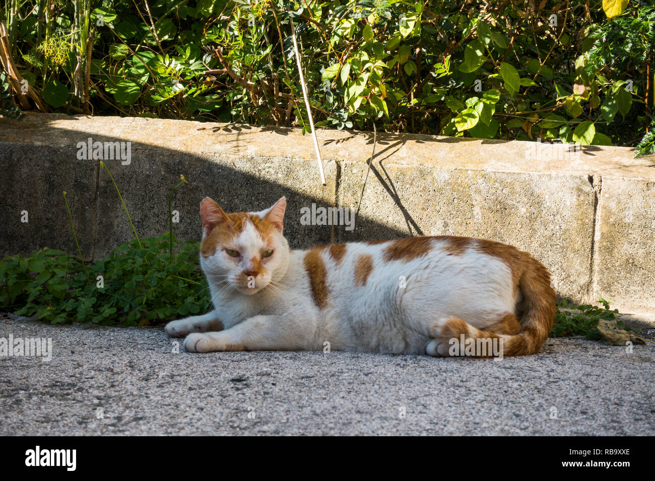 Feral tomcat hires stock photography and images Alamy