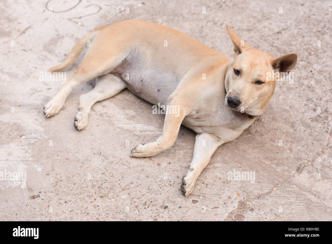 Dog sitting on a concrete floor Stock Photo