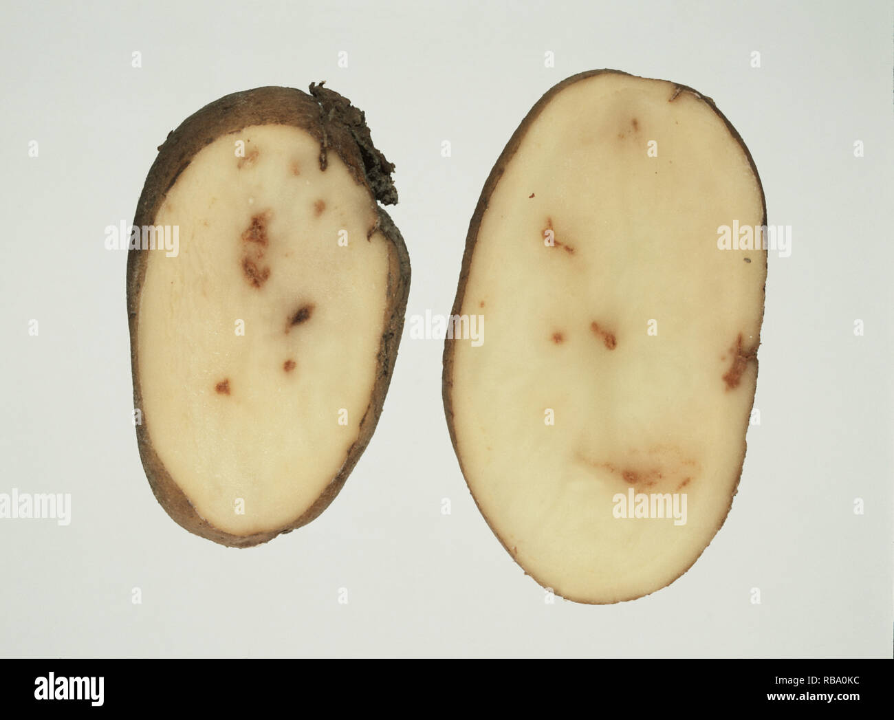 Internal rust spot evident in potato tuber cross-section, IRS is a physiological disorder in potatoes (Solanum tuberosum) Stock Photo