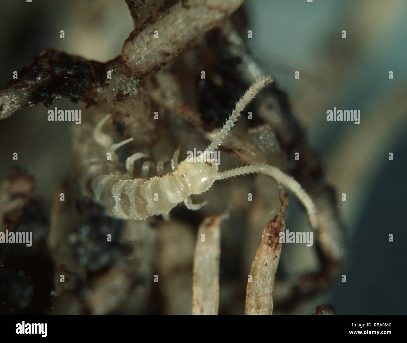 Centipede scutigerella immaculata symphyla hi-res stock photography and ...