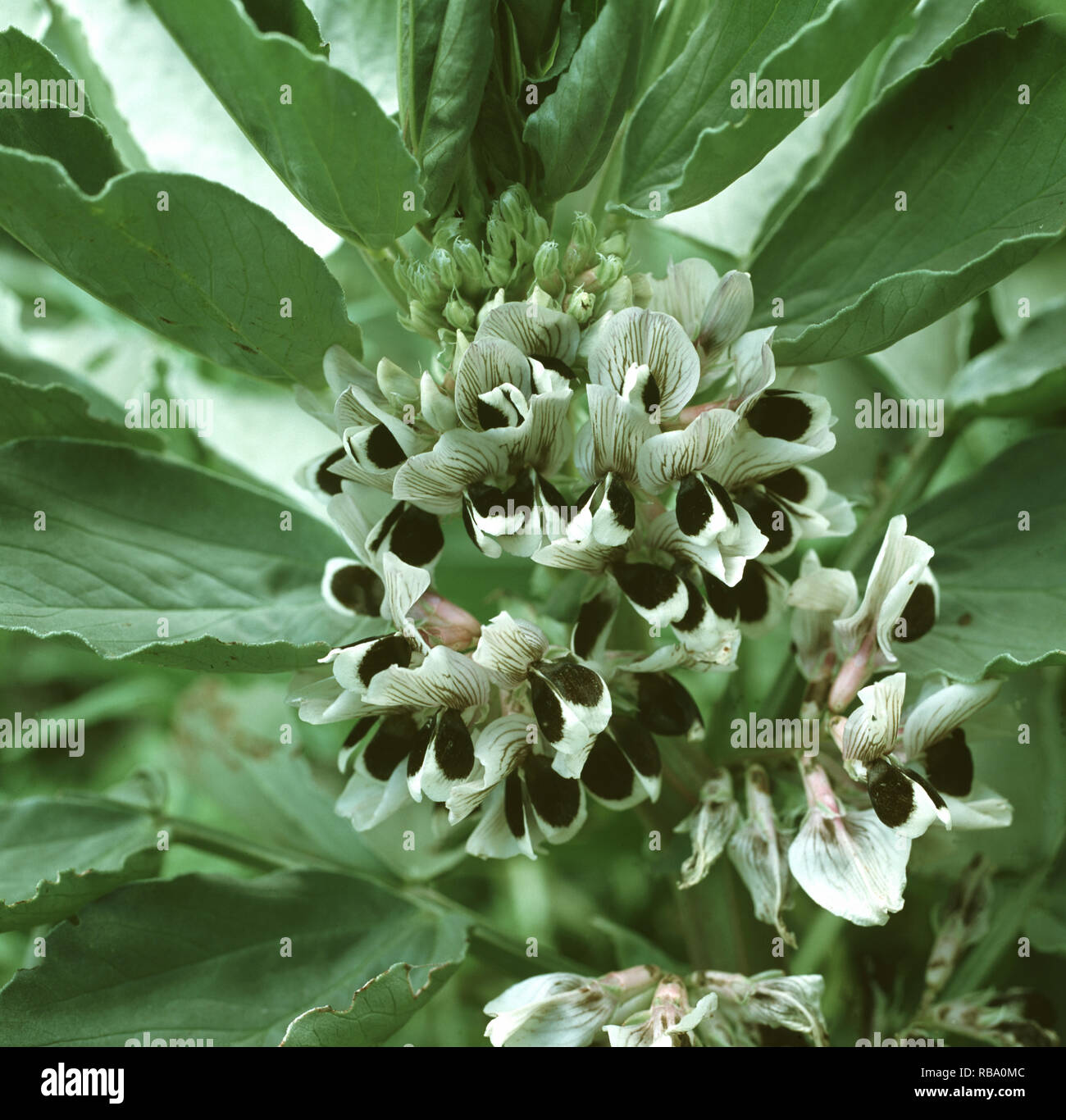 Close up of densely flowering broad bean (Vicia faba) plant Stock Photo