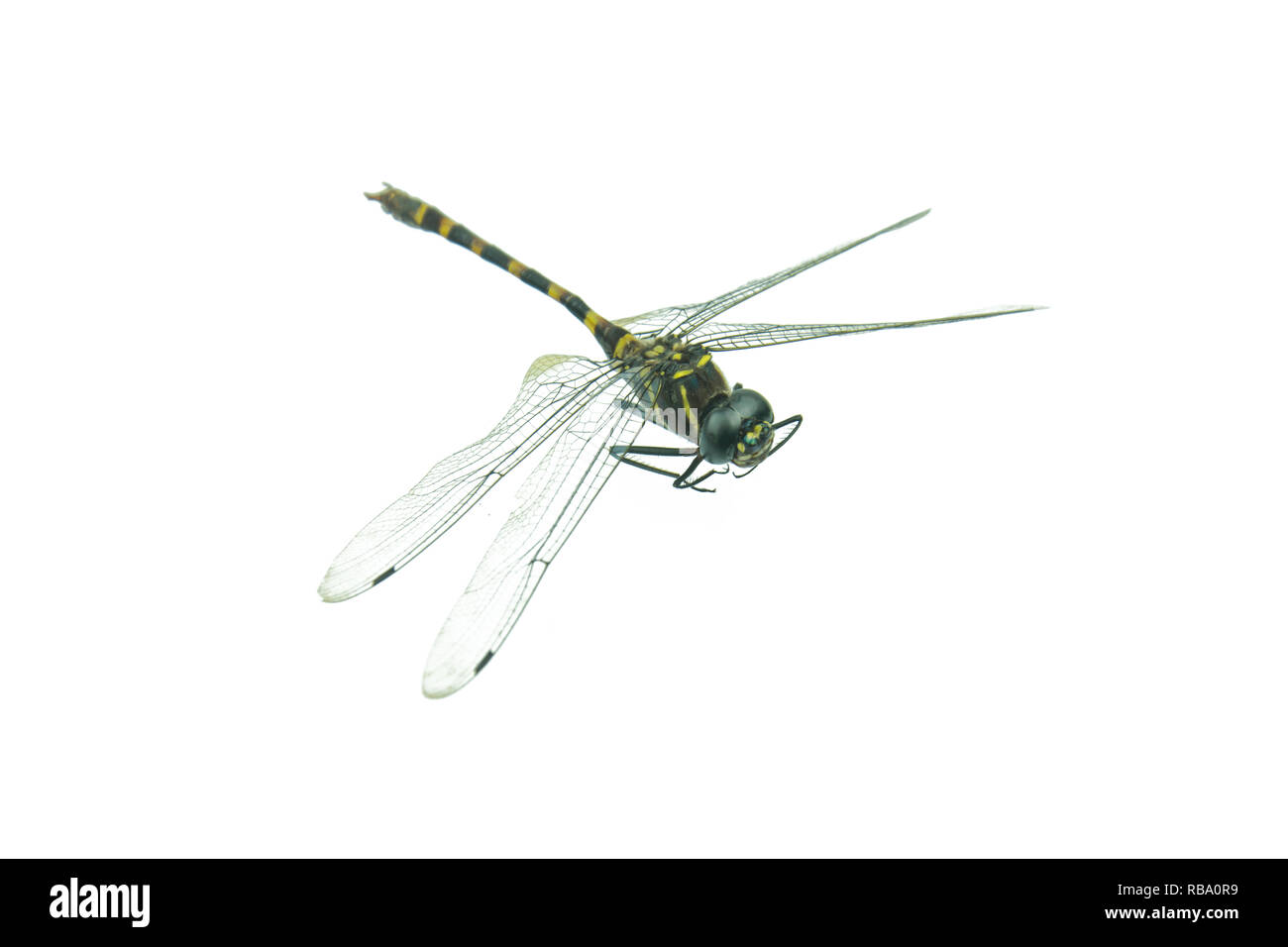 Black dragonfly isolated on a white background Stock Photo - Alamy