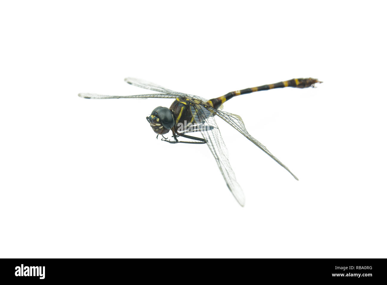 Black dragonfly isolated on a white background Stock Photo - Alamy