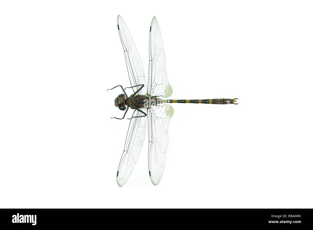 Black dragonfly isolated on a white background Stock Photo Alamy