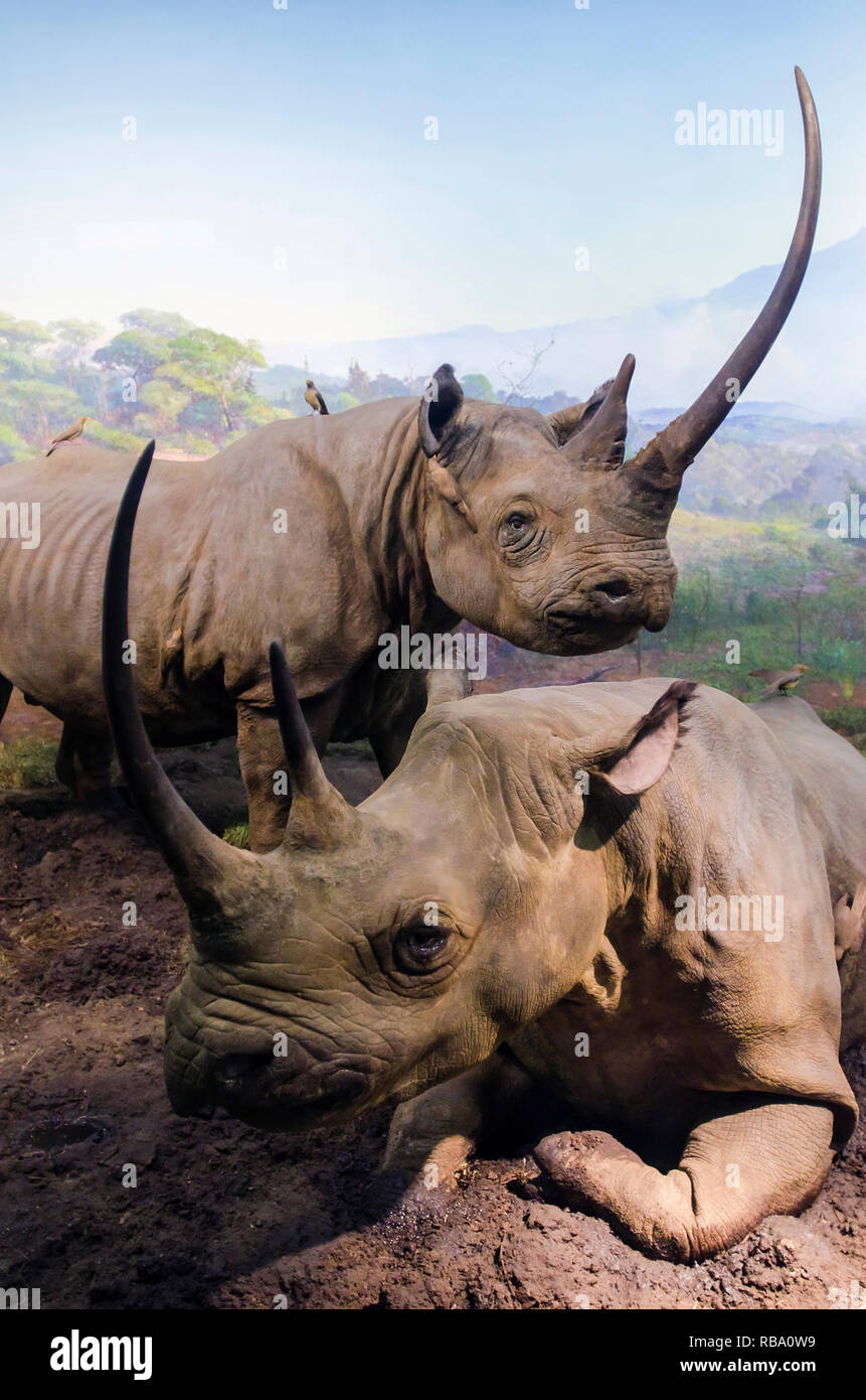 New York, New York, USA - June 20, 2011: African Mammals Rhinos - Rhinoceros. Part of a exhibit at the American Museum of Natural History. Stock Photo