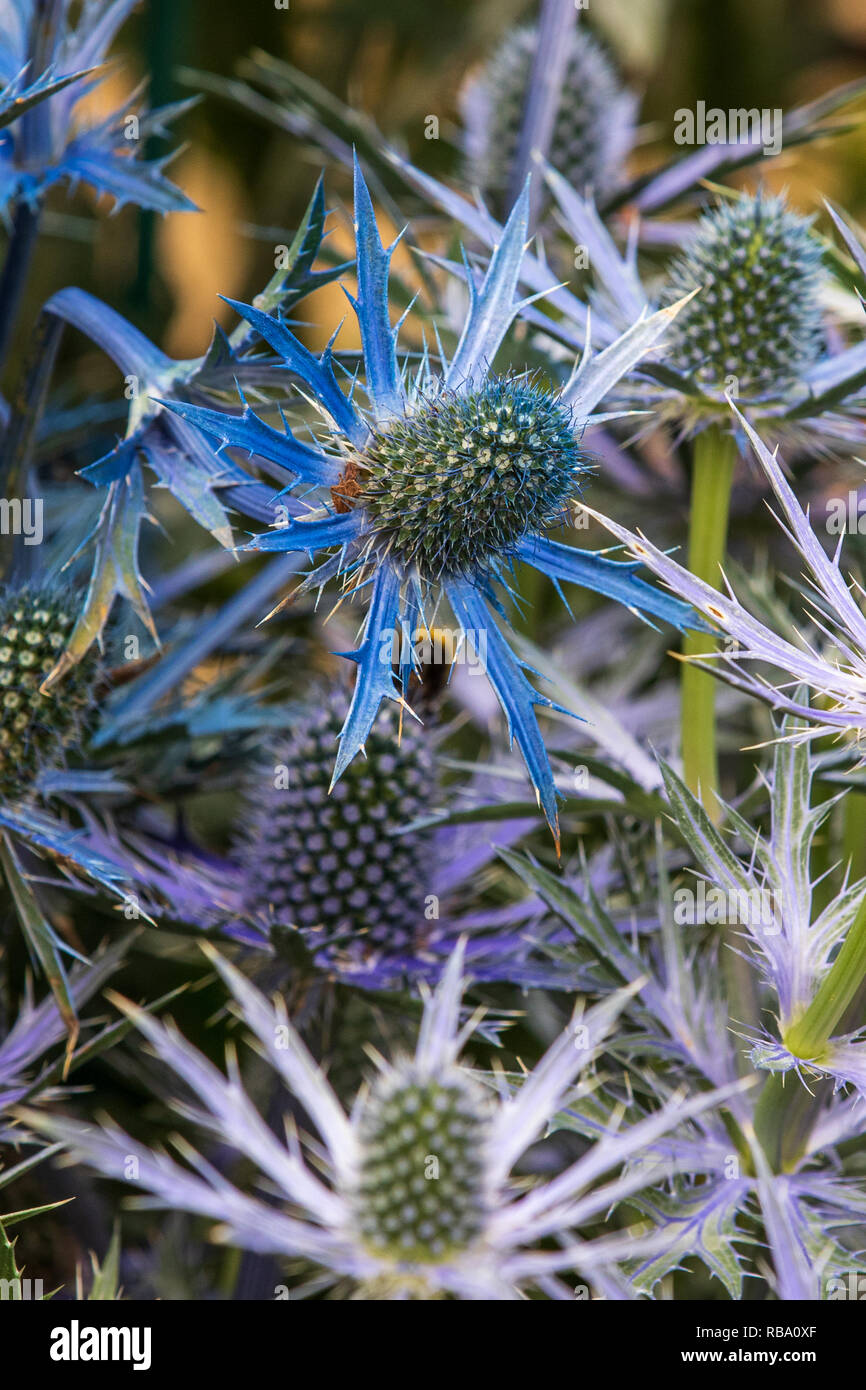 Eryngium zabelii big blue hires stock photography and images Alamy