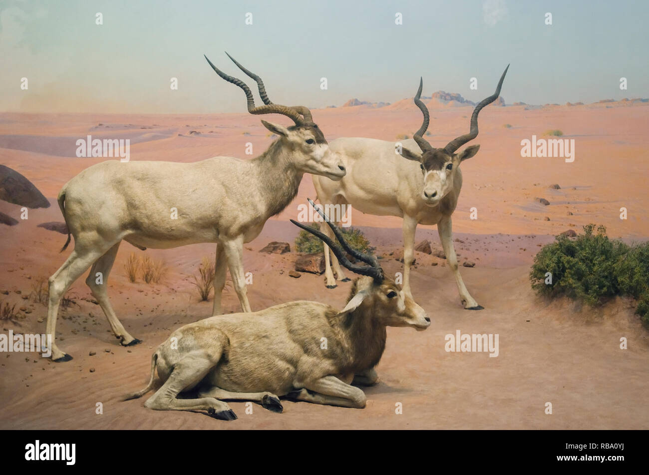 New York, New York, USA - June 20, 2011: Antelopes, Hall of African Mammals. Part of a exhibit at the American Museum of Natural History. Stock Photo
