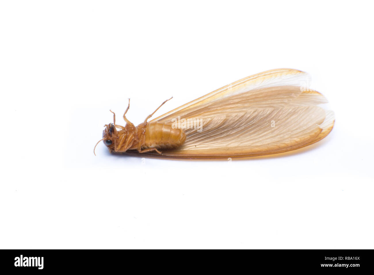 flying termite or Alates isolated on white background. Stock Photo