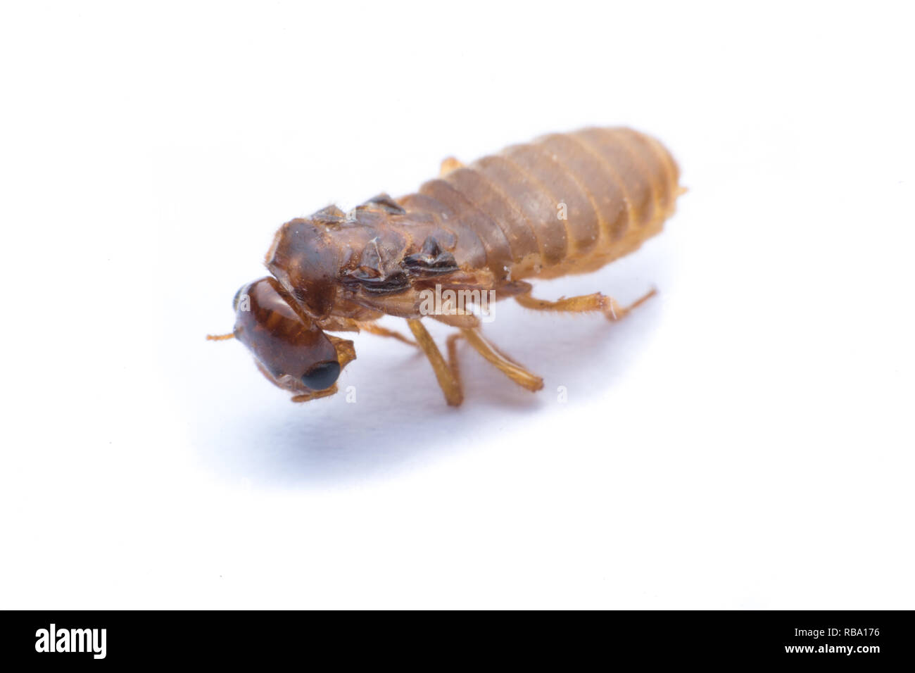 flying termite or Alates isolated on white background. Stock Photo