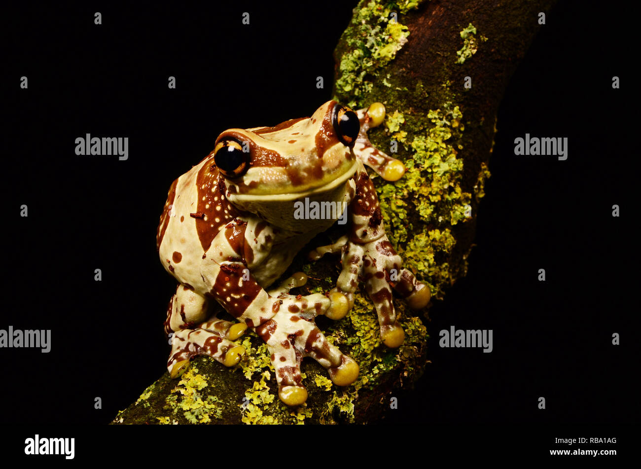 Amazon Milk Frog Adult (Trachycephalus resinifictrix Stock Photo Alamy