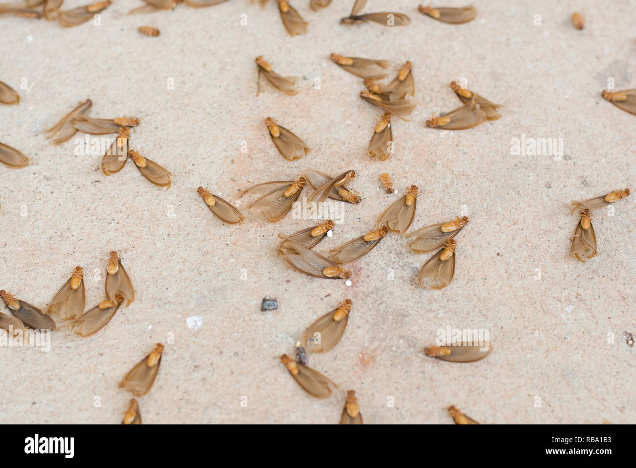 many of brown winged termite (alates) on cement floor Stock Photo