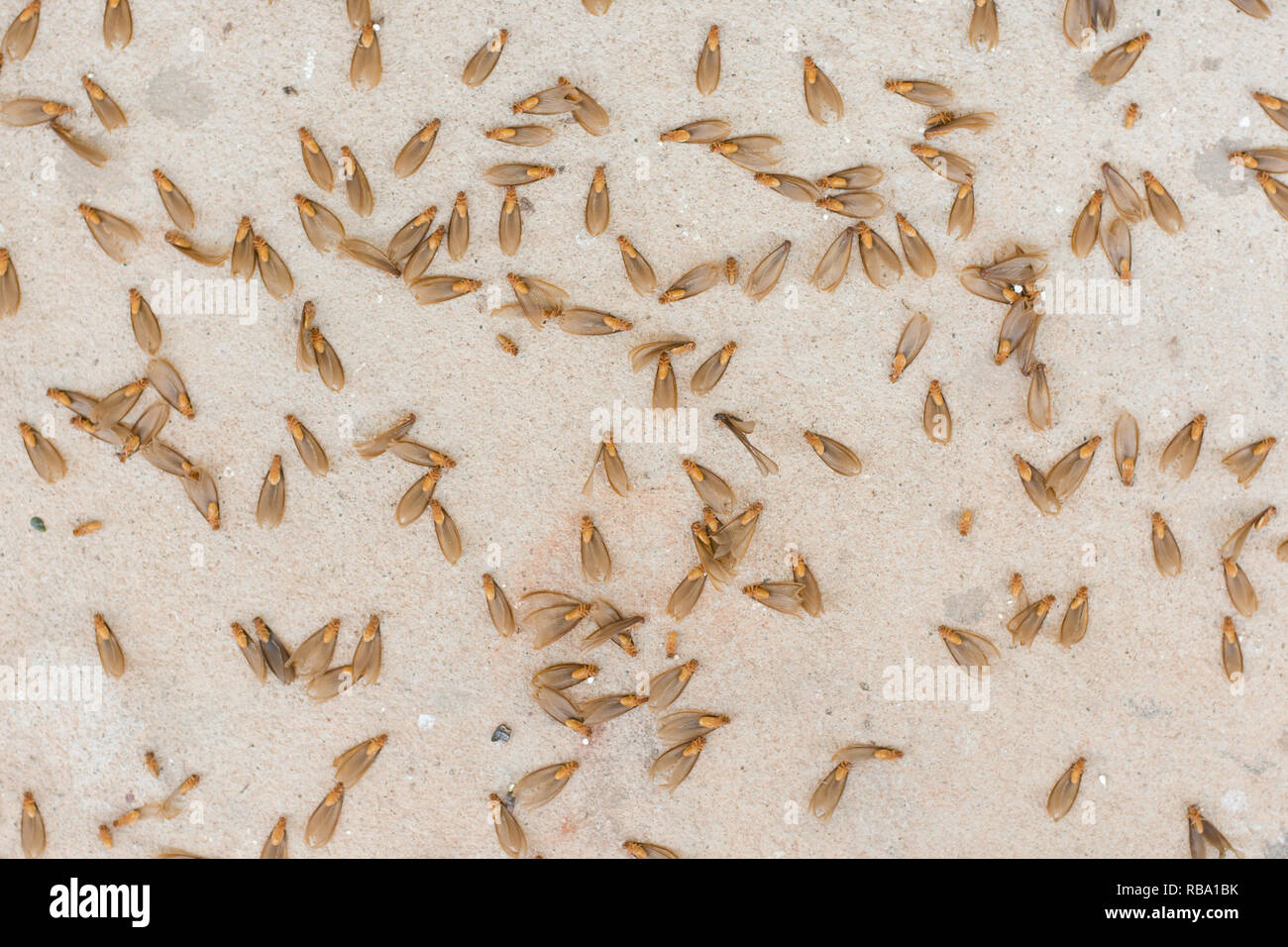 do baby termites have wings