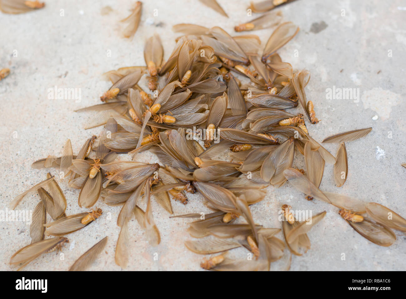 many of brown winged termite (alates) on cement floor Stock Photo