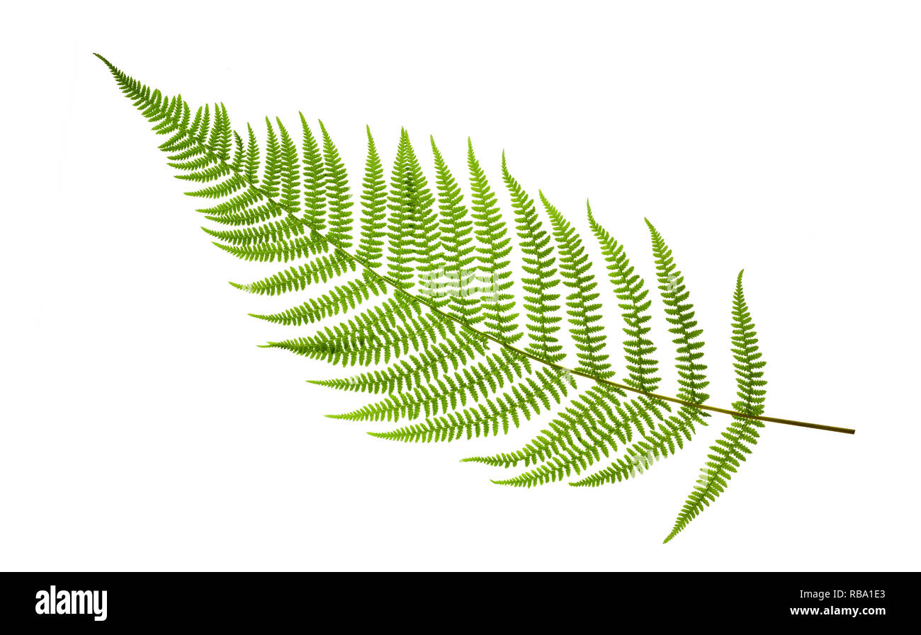 Green fern leaf isolated on white background Stock Photo