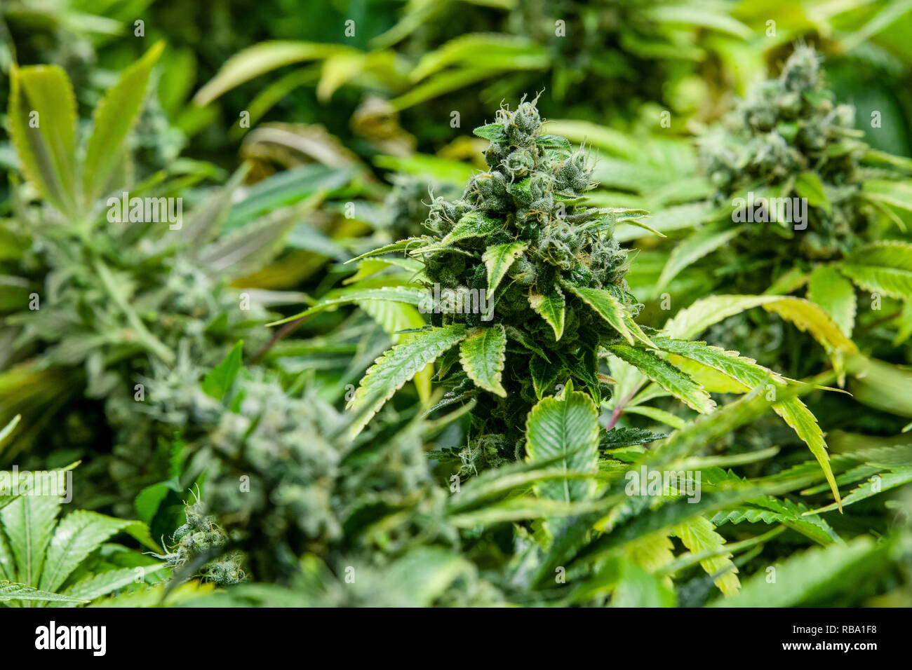 Marijuana Grow Room Legal Weed Series Stock Photo 230716732