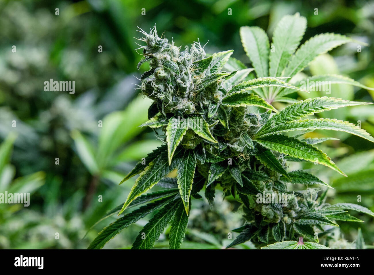 Marijuana Grow Room Legal Weed Series Stock Photo 230716745