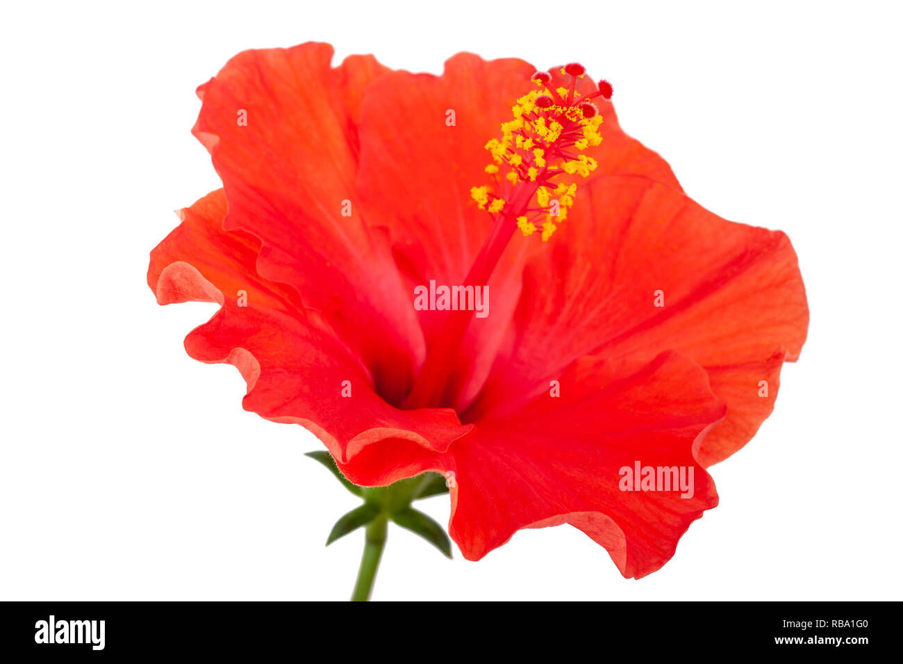 Red hibiscus flower isolated on white background Stock Photo Alamy