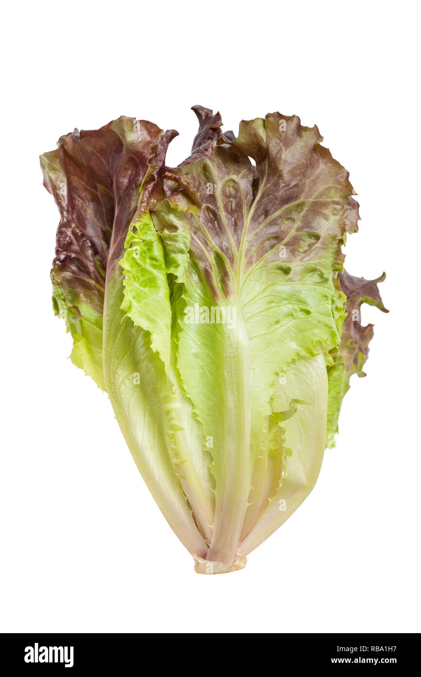 Lettuce   isolated on white background Stock Photo