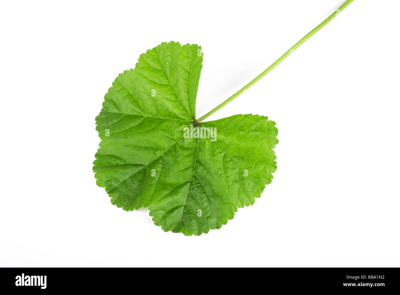 mallow leaf isolated on white background Stock Photo