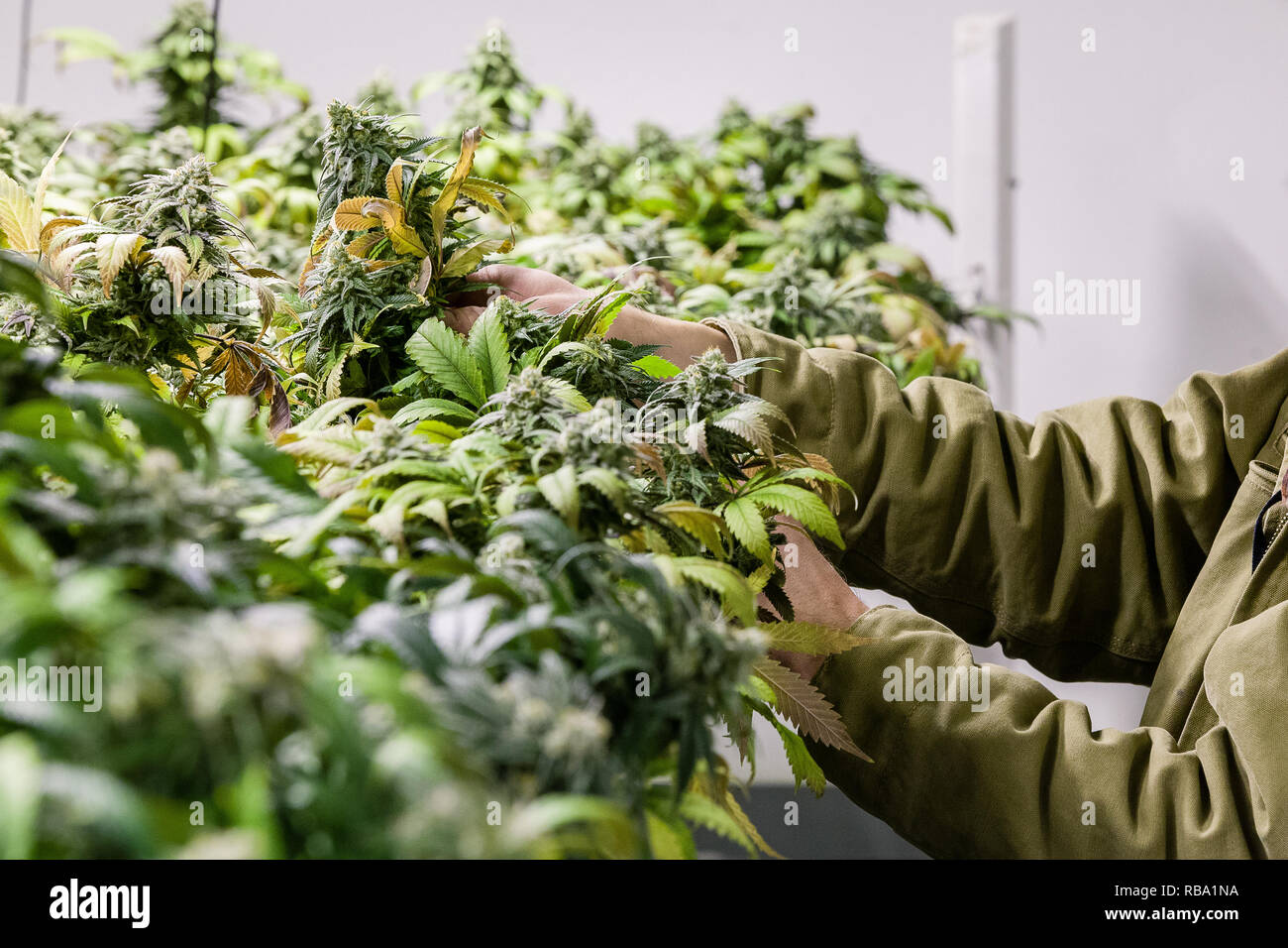 Marijuana Grow Room Legal Weed Series Stock Photo 230716902