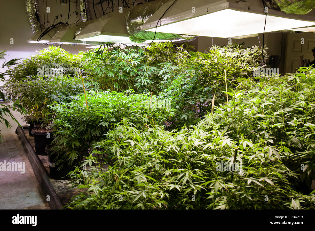 Marijuana Grow Room Legal Weed Series Stock Photo 230717125