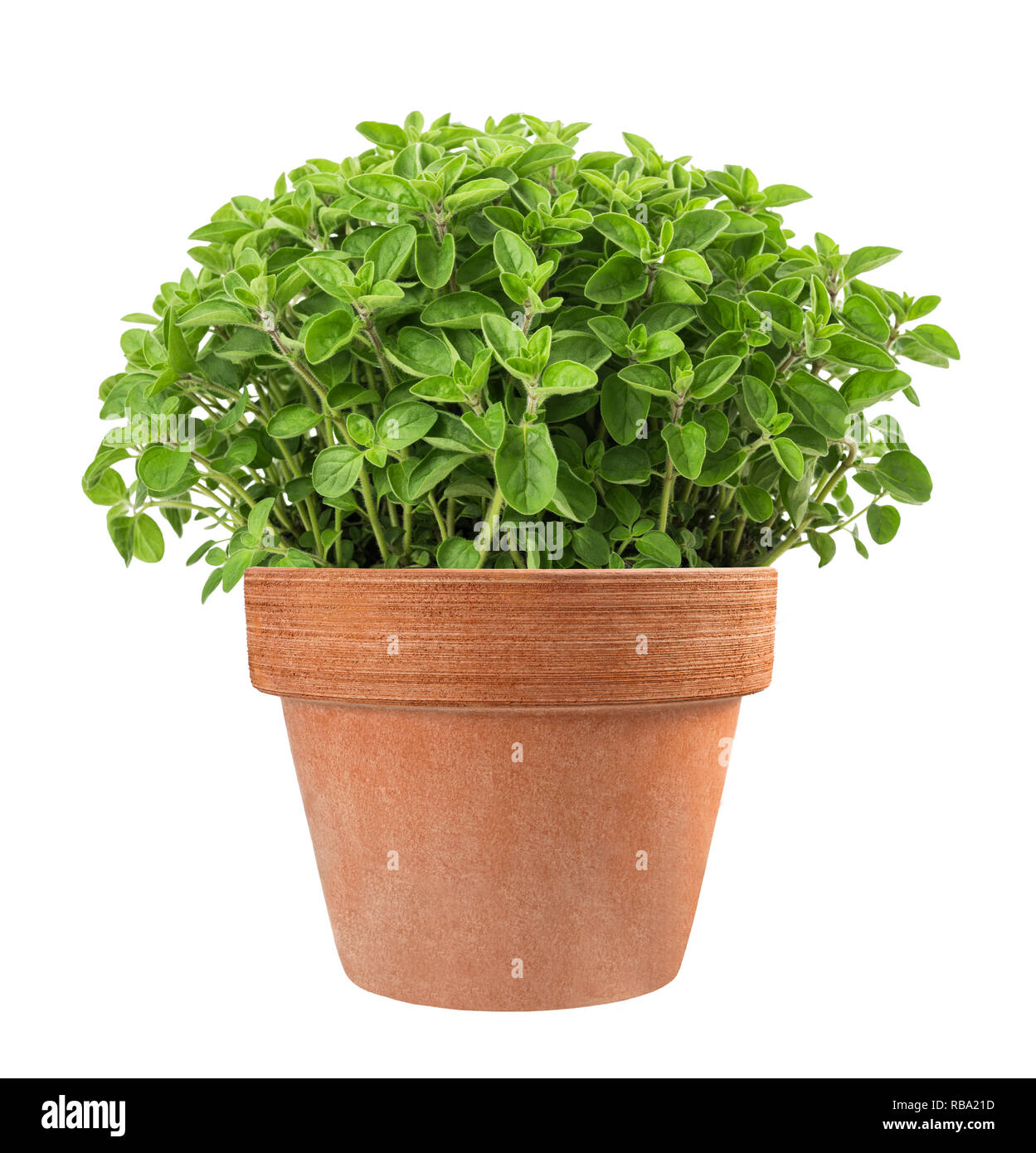 oregano plants in vase isolated on white background Stock Photo