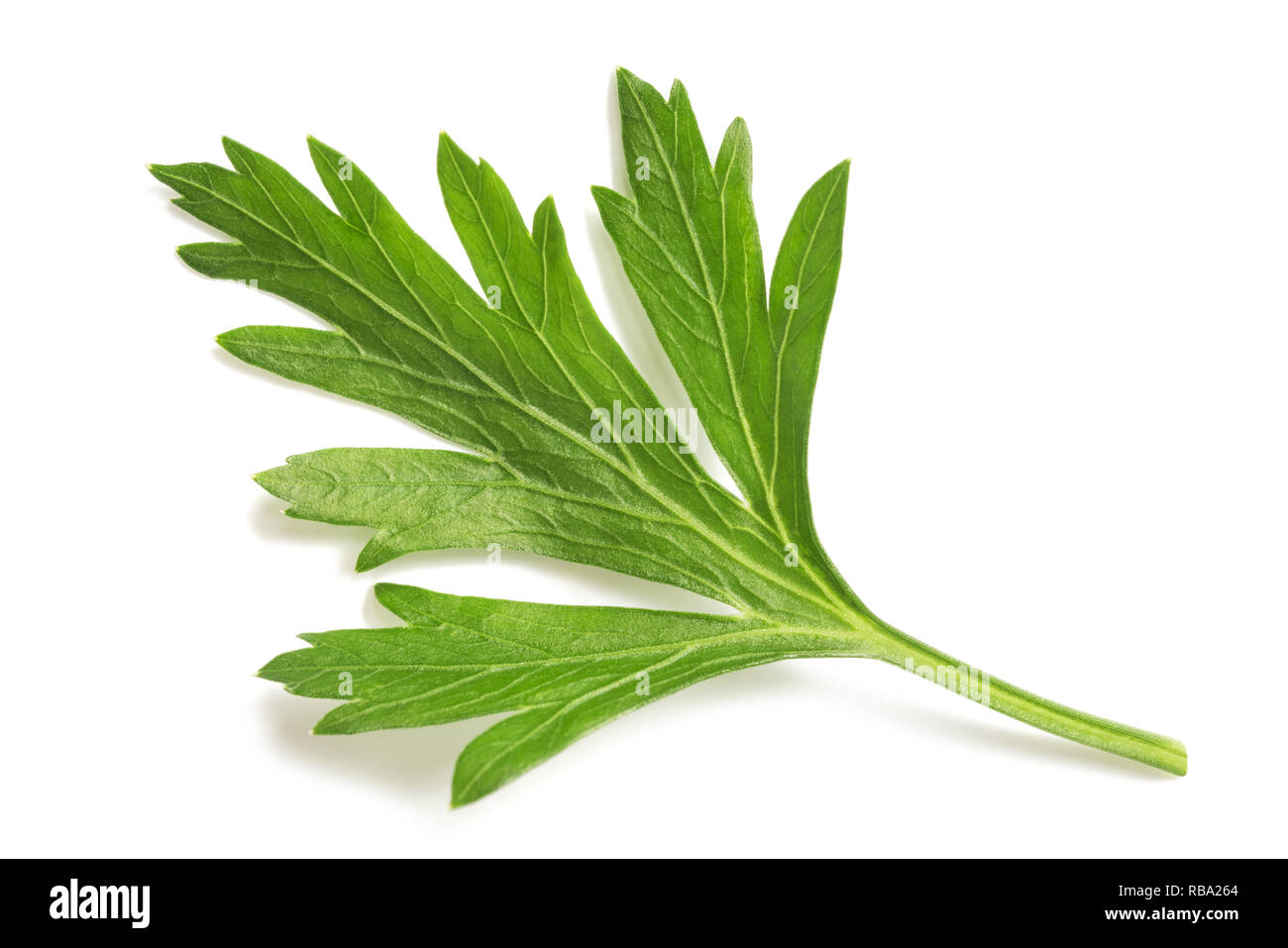Fresh parsley sprig isolated on white background Stock Photo