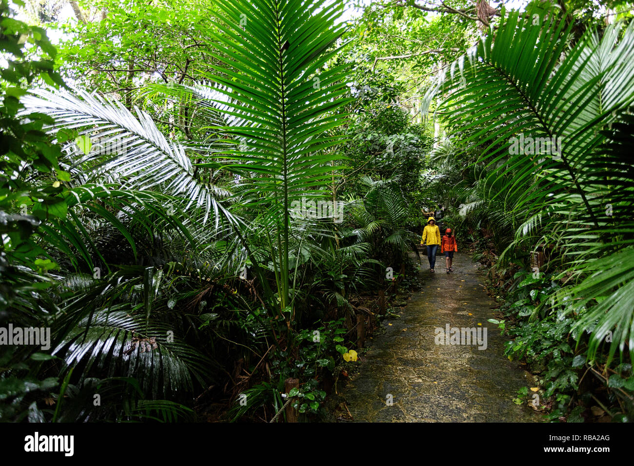 Mother and son in rain jackets on the trail at Yonehara palm tree grove, Ishigaki, Japan Stock Photo