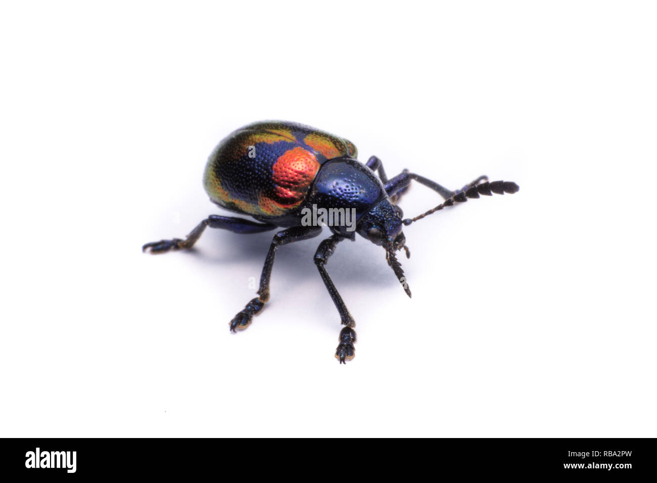 Blue Milkweed Beetle; Scientific Name Chrysochus pulcher Baly, isolated on white Stock Photo