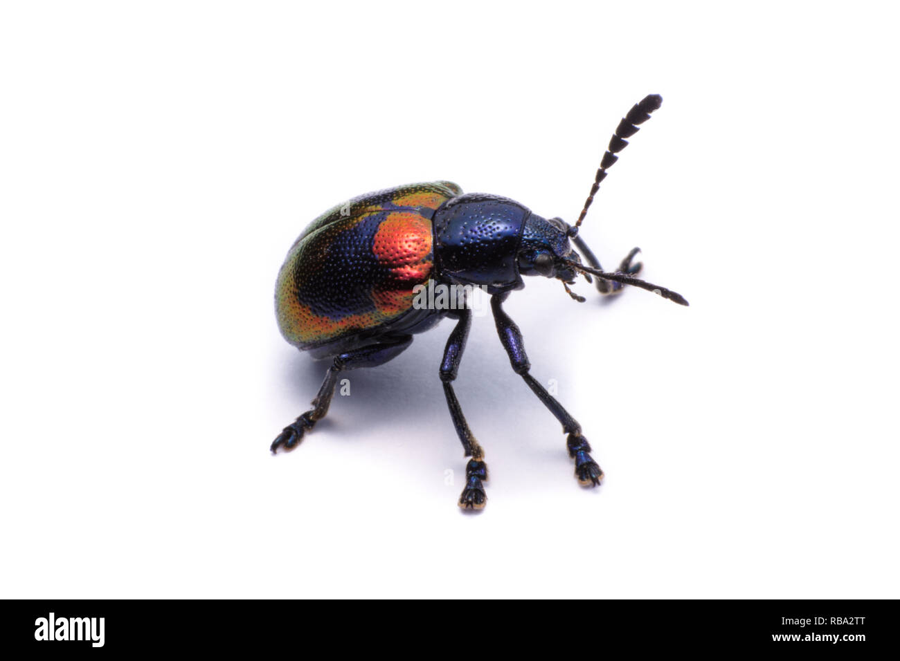 Blue Milkweed Beetle; Scientific Name Chrysochus pulcher Baly, isolated on white Stock Photo