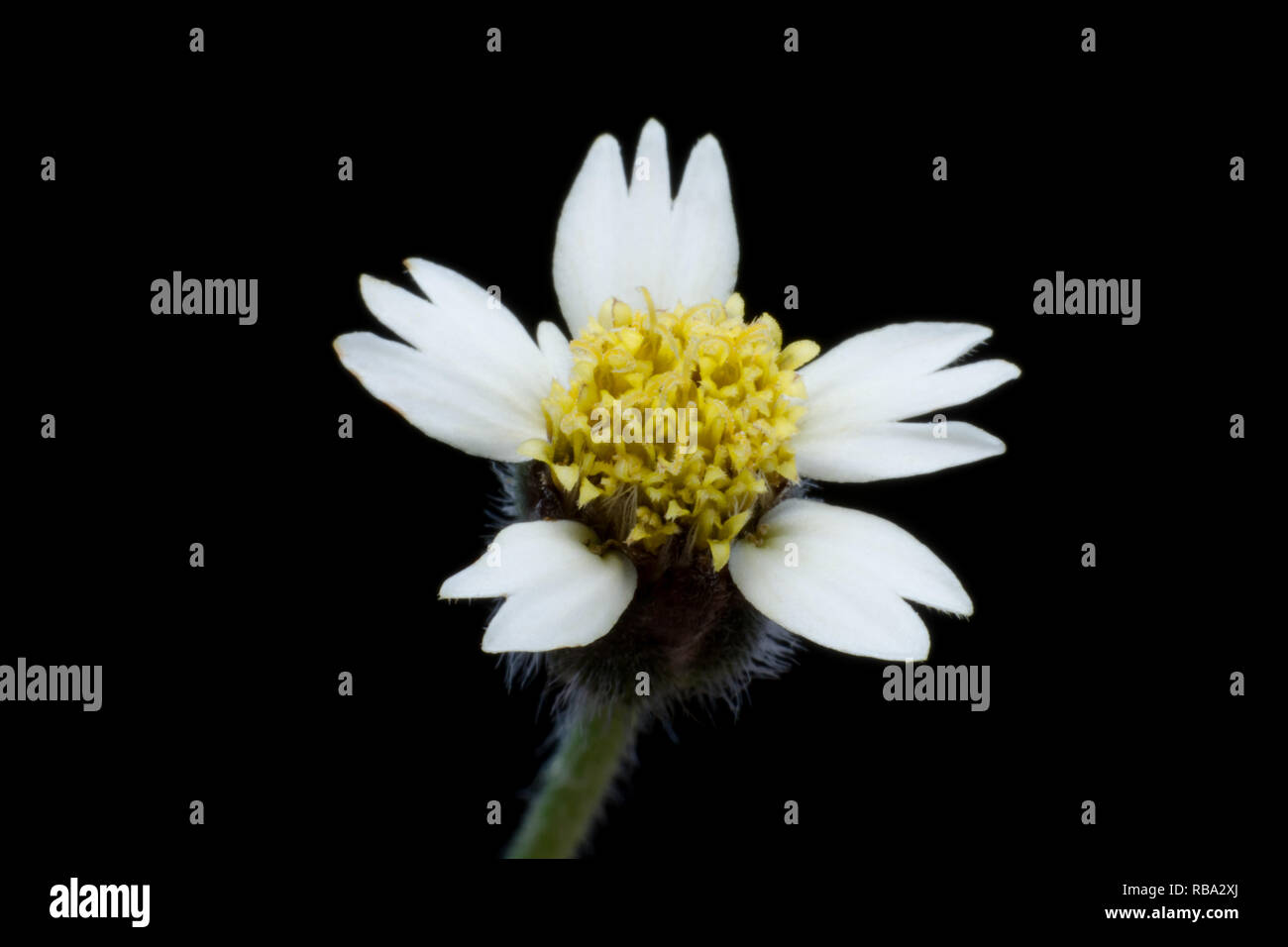 Mexican daisy or Tridax flower on dark background Stock Photo