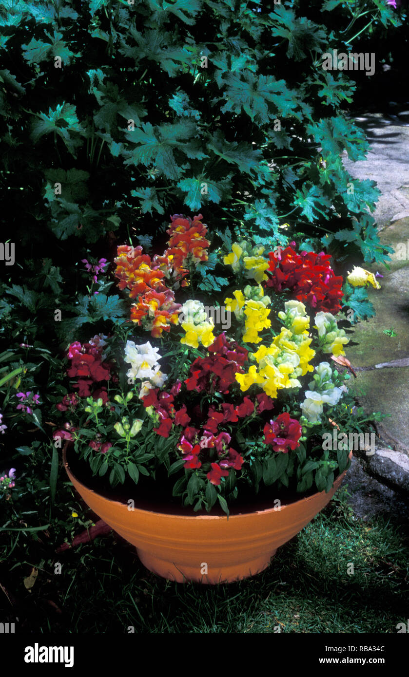 How To Care For Snapdragons In Pots imgcyber