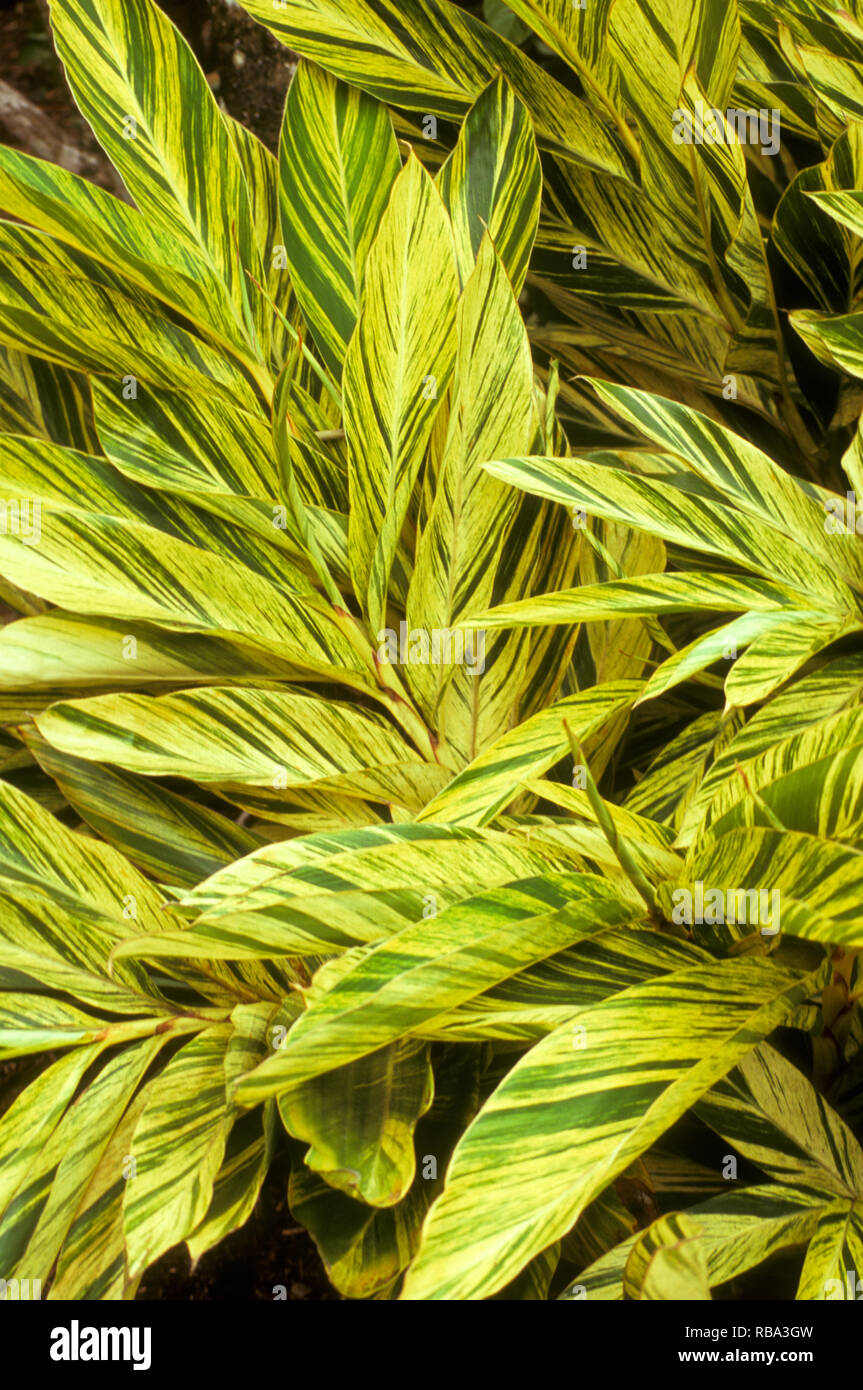LEAVES OF VARIEGATED CANNA LILY Stock Photo
