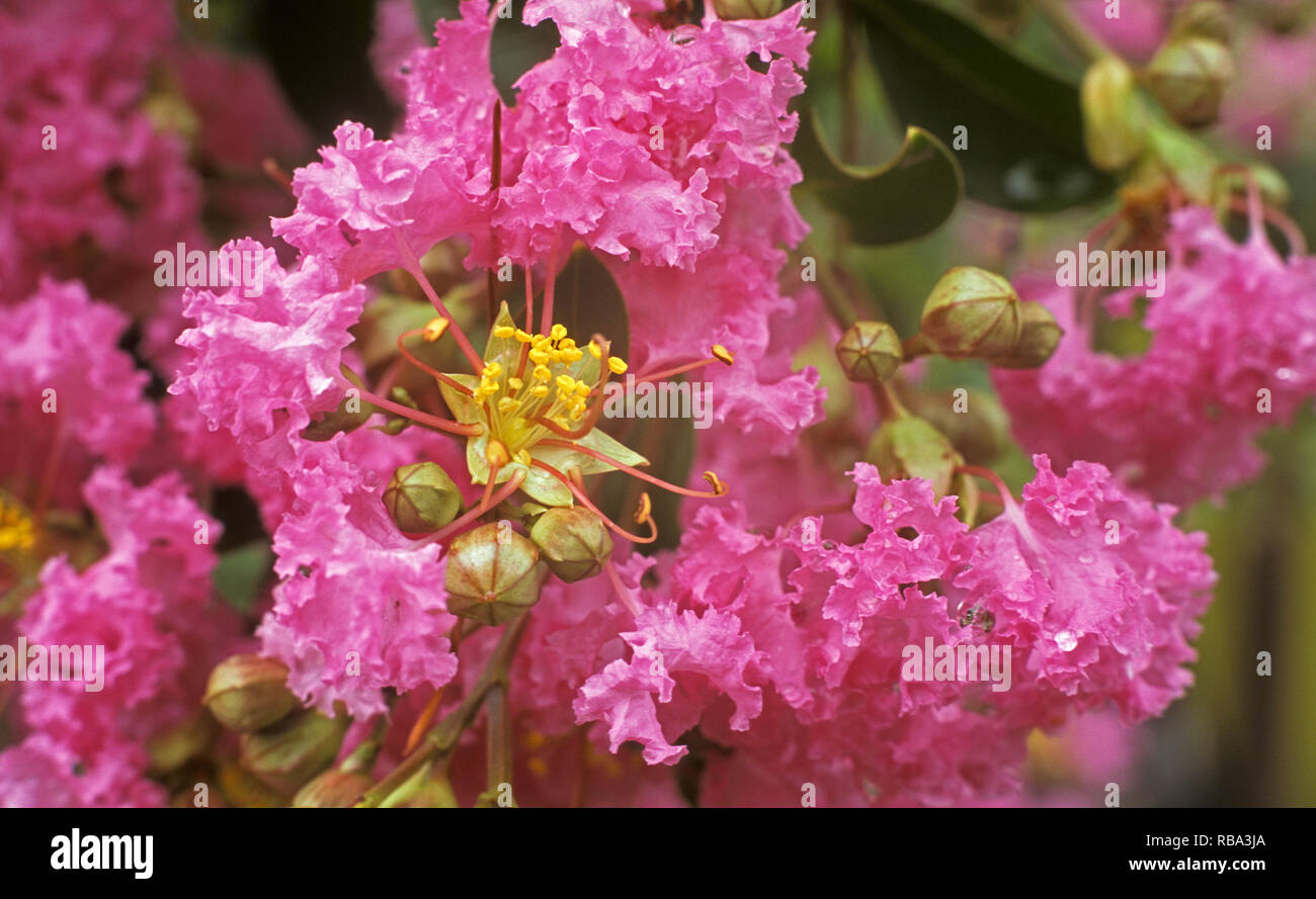 CREPE MYRTLE (LAGERSTROEMIA SPECIOSA) ALSO KNOWN AS GIANT CREPE MYRTLE, QUEEN'S CREPE OR BANABA PLANT Stock Photo