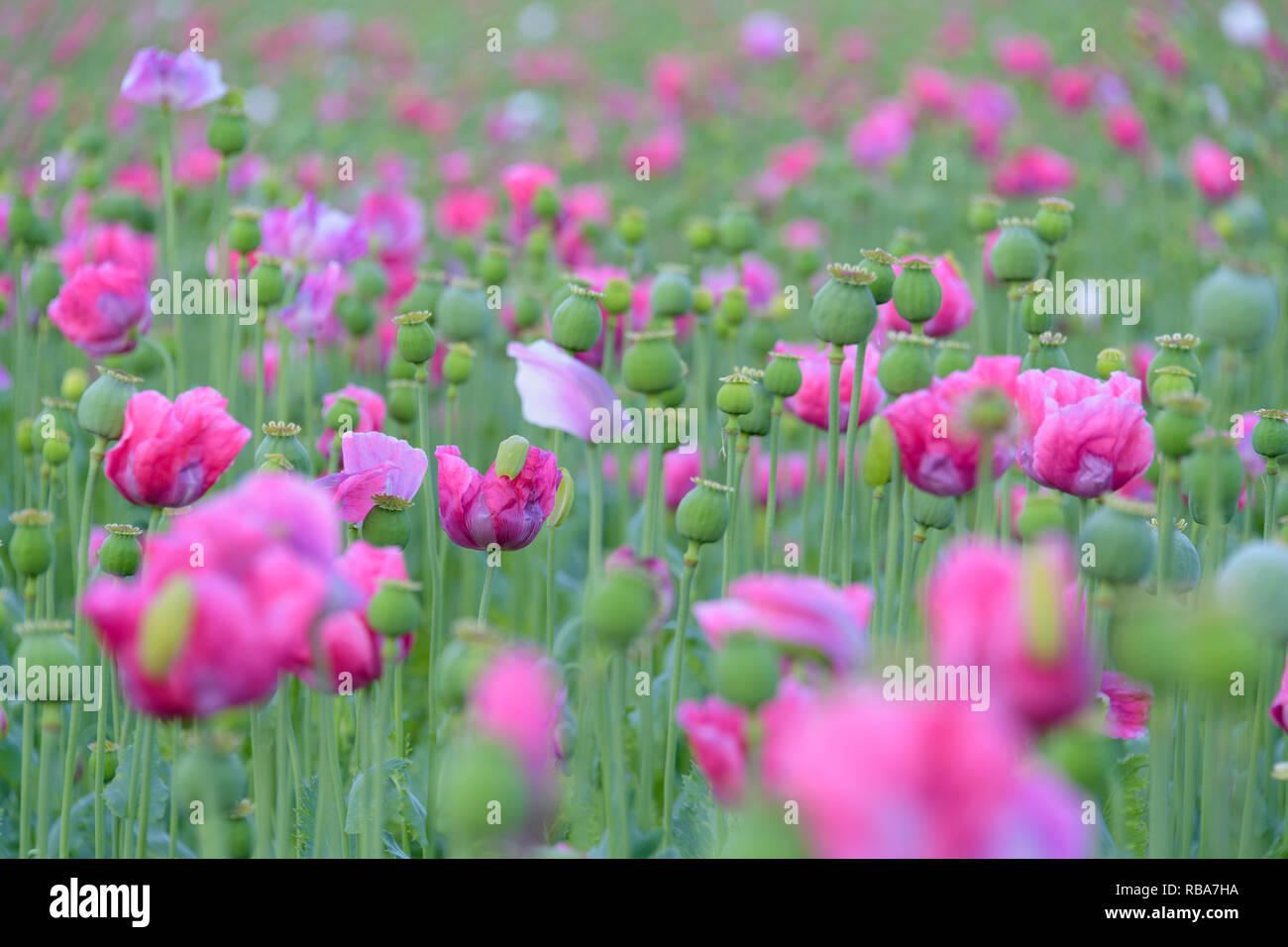 Opium poppy field at dawn, Germerode, Werra-Meissner district, Hesse, Germany Stock Photo