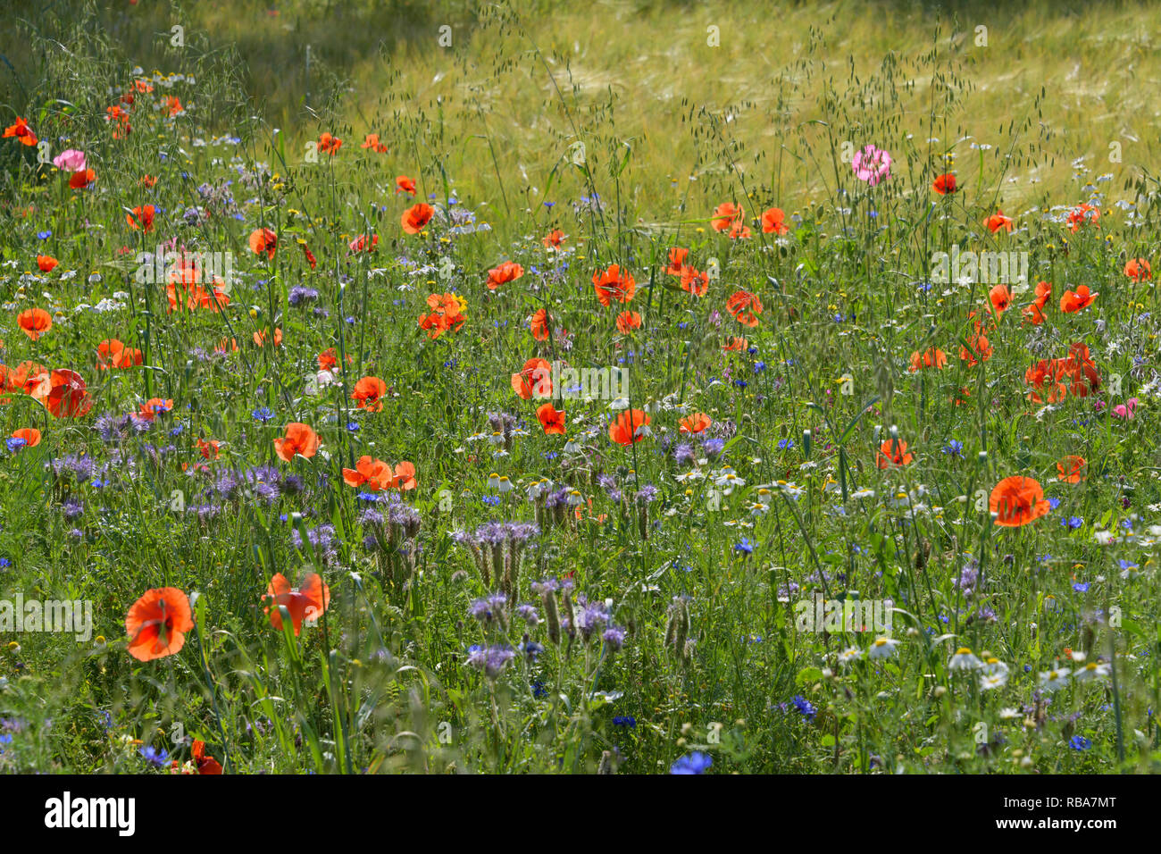 Blooming summer meadow with poppy, Germerode, Werra-Meissner district, Hesse, Germany Stock Photo