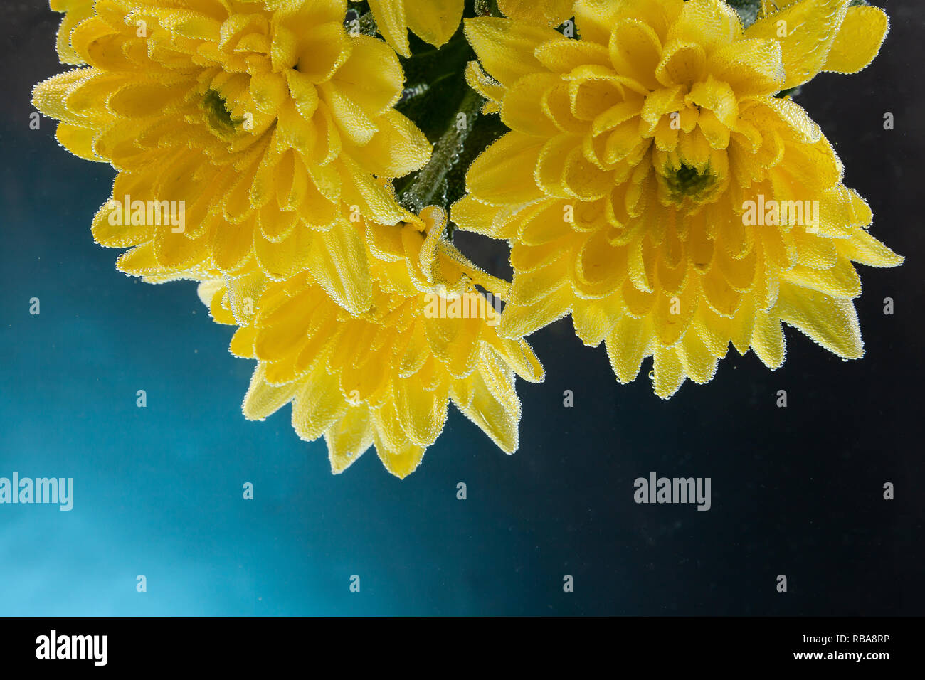 Close-up of a fresh  yellow  chrysanthemum, covered with water droplets on a black isolated background, side view. Studio photography of a natural flo Stock Photo