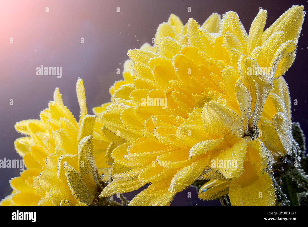 Close-up of a fresh  yellow  chrysanthemum, covered with water droplets on a black isolated background, side view. Studio photography of a natural flo Stock Photo