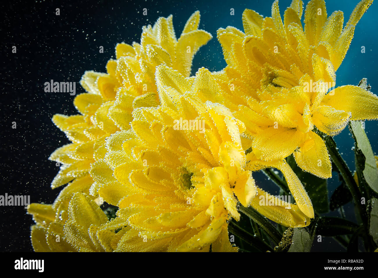 Single yellow  chrysanthemum with water droplets  isolated on black background. Beautiful rose in studio shot Stock Photo