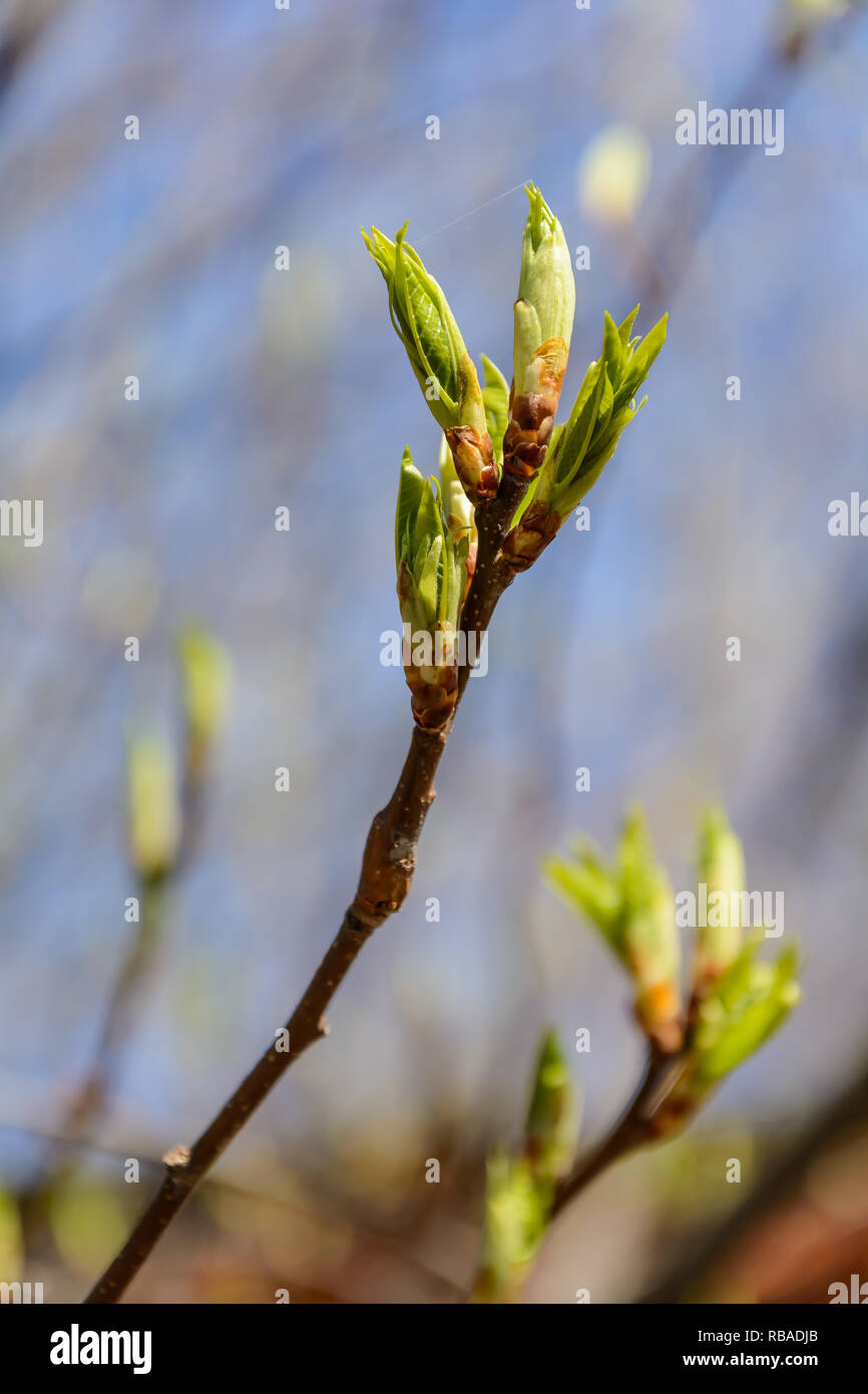 Leaves In Spring The appearance of leaves on trees in spring Stock Photo - Alamy