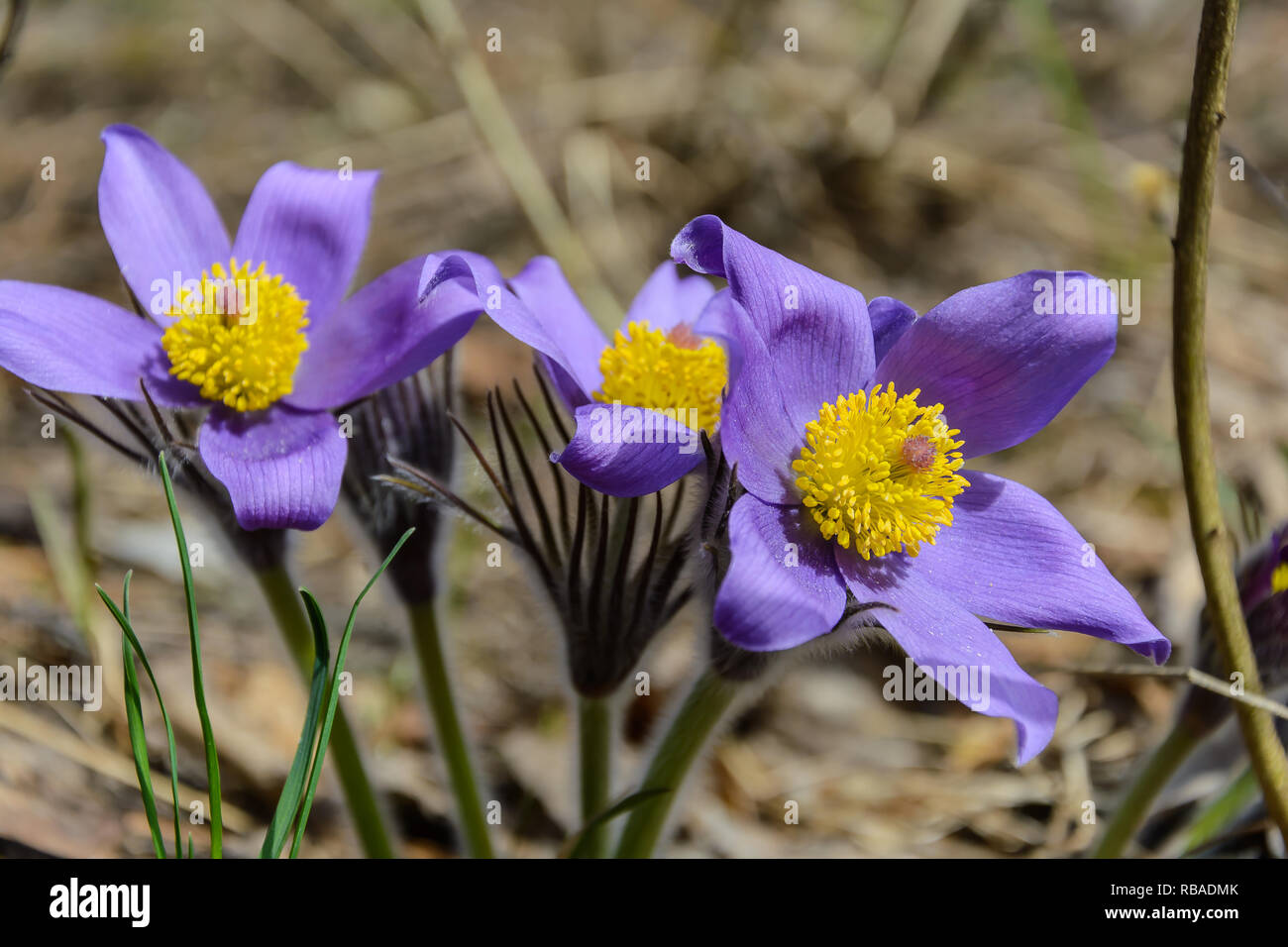 Spring flowers in the forest Stock Photo - Alamy