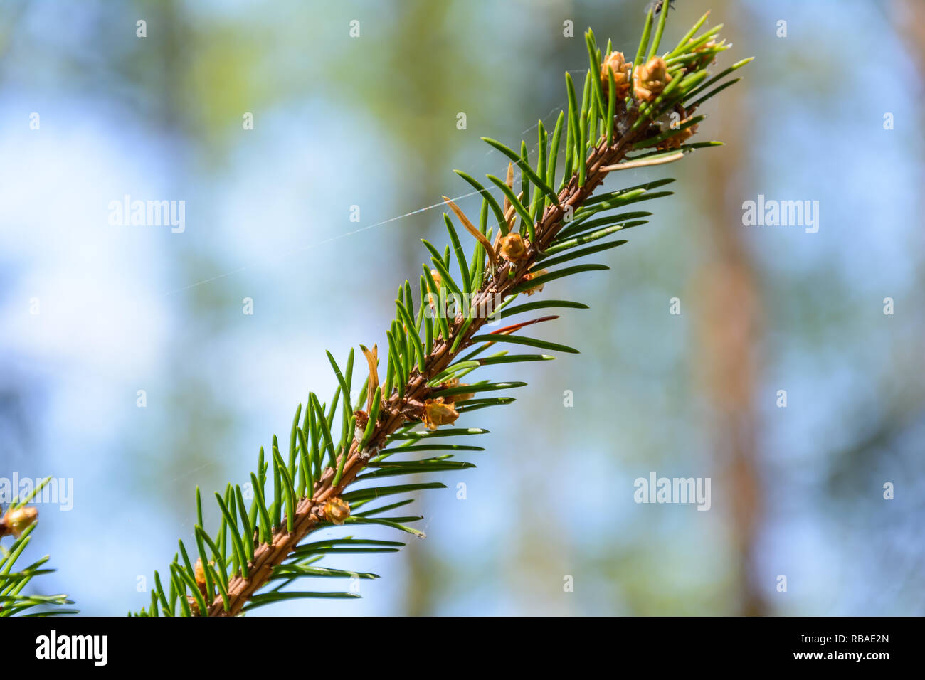 The appearance of cones on the branches of coniferous trees in the spring Stock Photo
