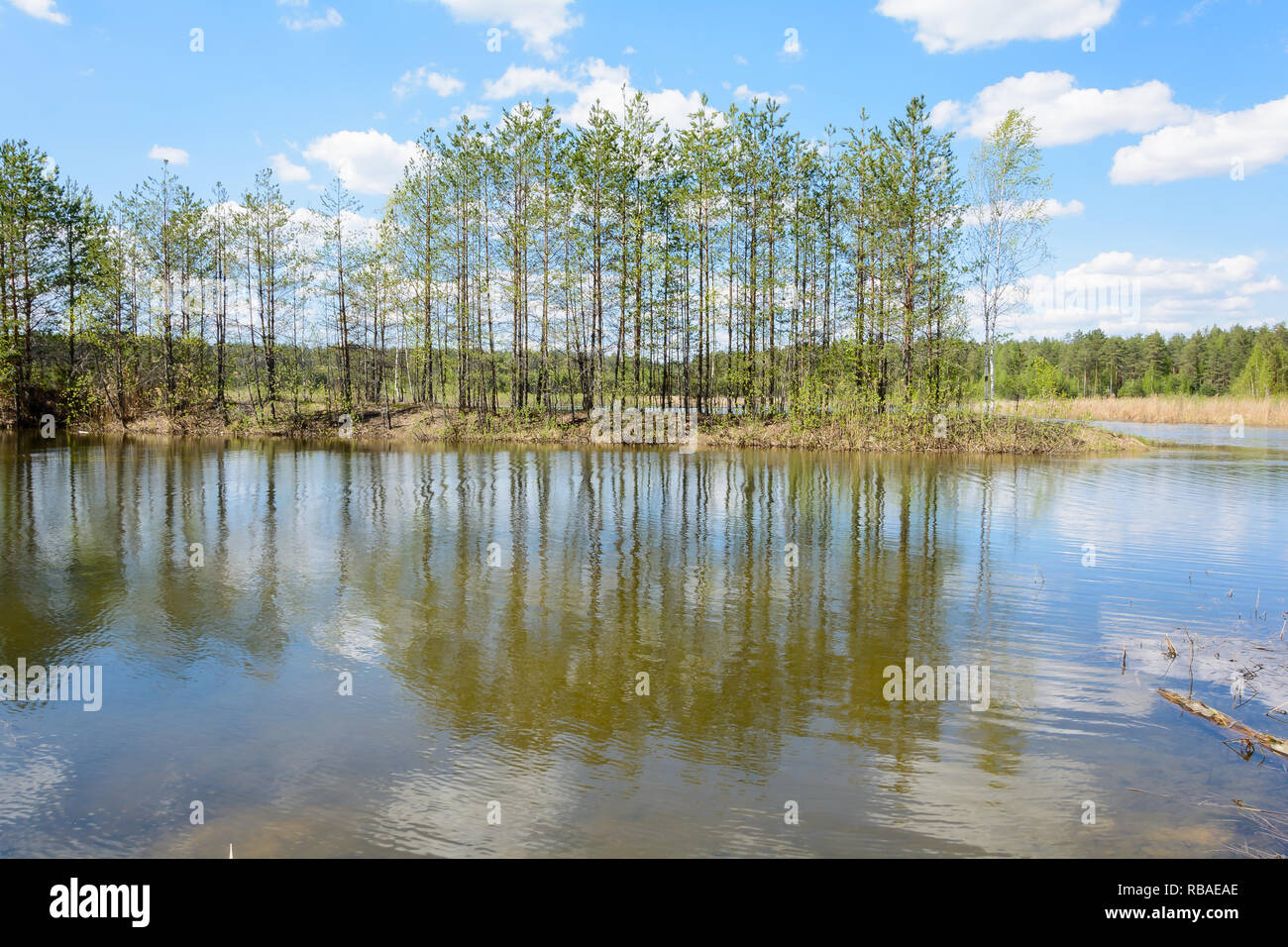 Reflections of the tree in lake Stock Photo - Alamy
