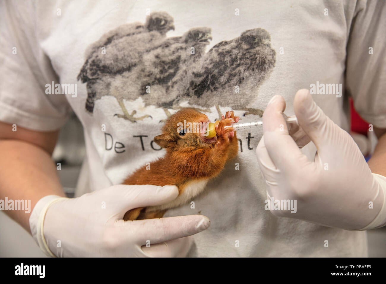 Animal rescue center squirrel hires stock photography and images Alamy