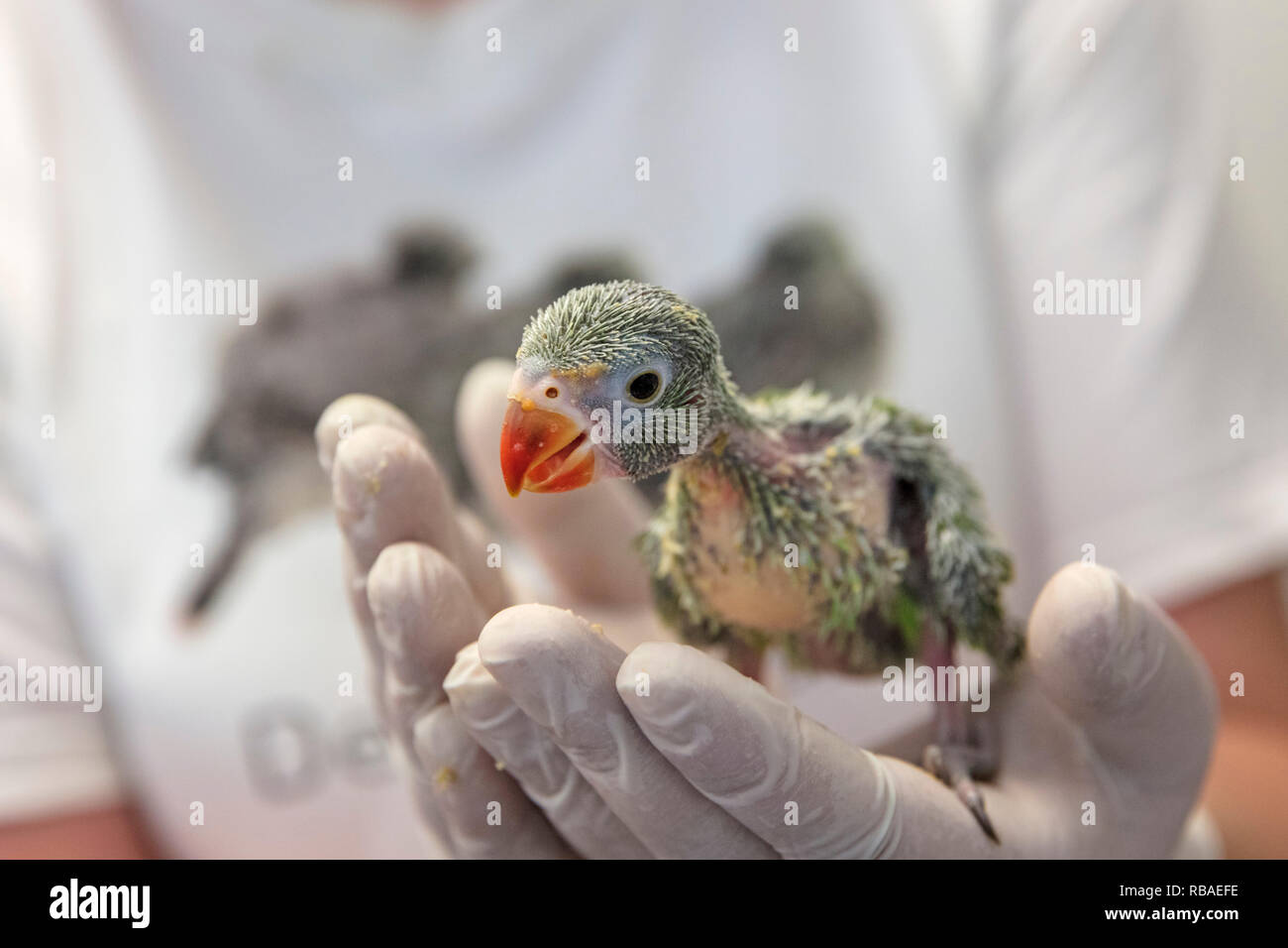 The Netherlands, Amsterdam, Bijlmermeer, Animal Rescue Center DeToevlucht. Young Rose-ringed parakeet. Stock Photo
