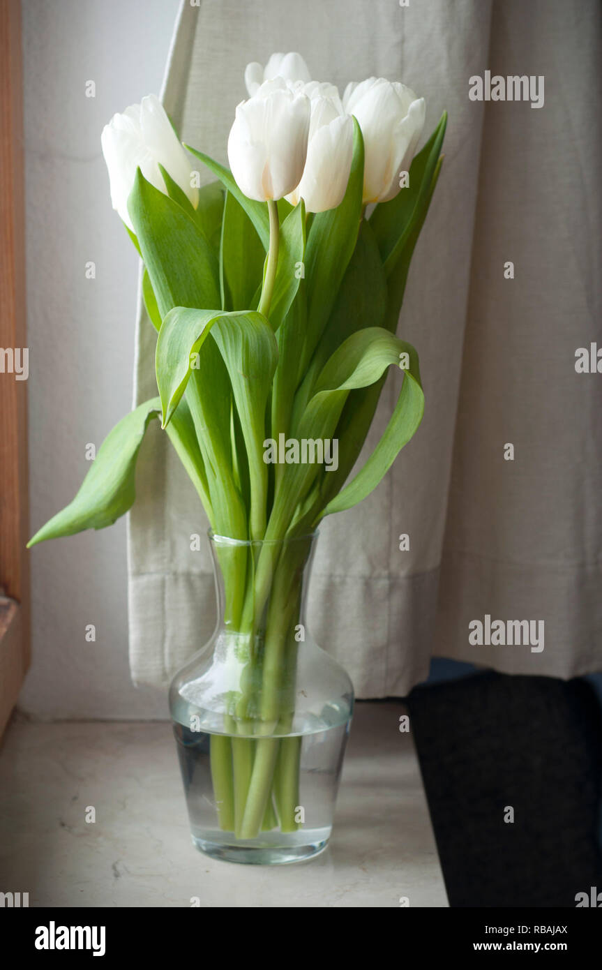 Beautiful bouquet of white tulips in a glass vase next to the window ...