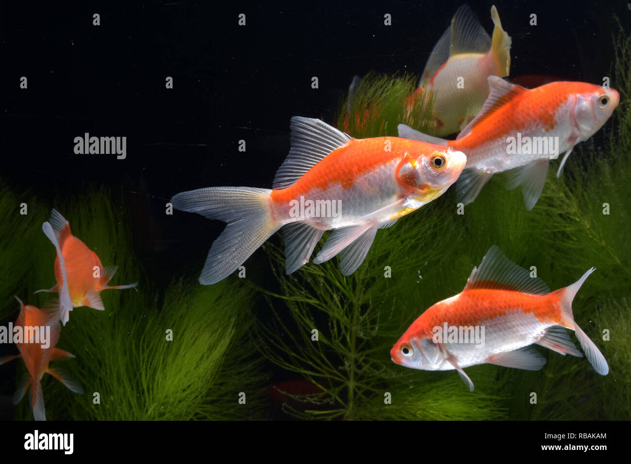 A collection of koi fish swimming in the water Stock Photo